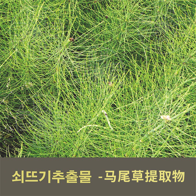 馬尾草提取物