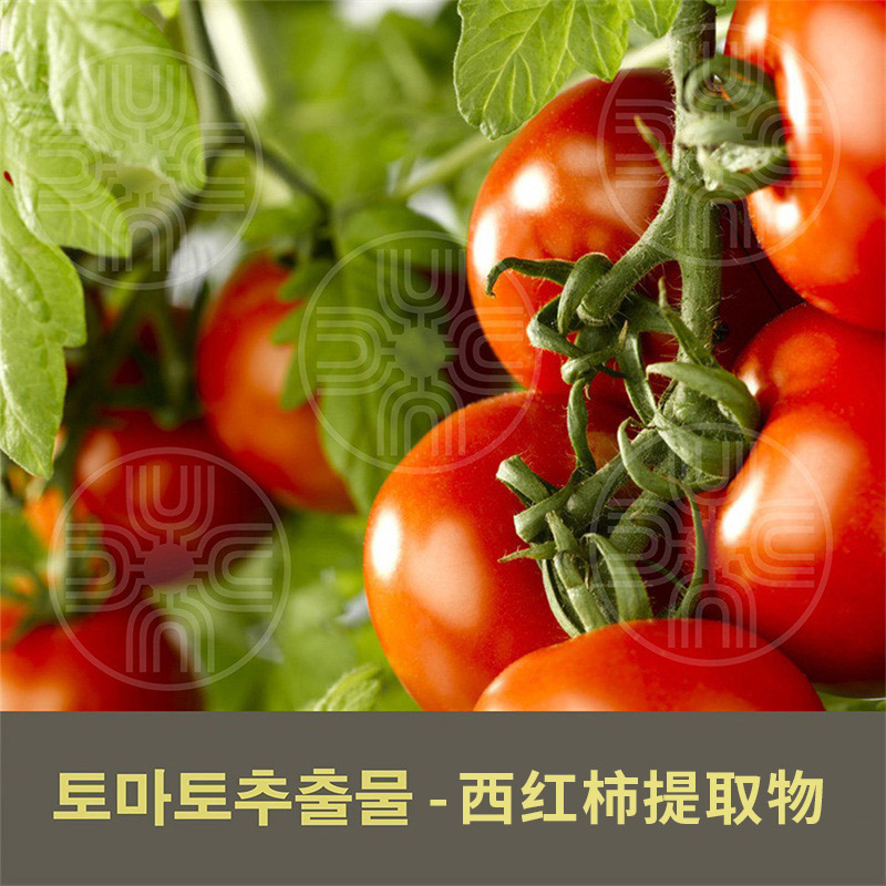 西紅柿提取物
